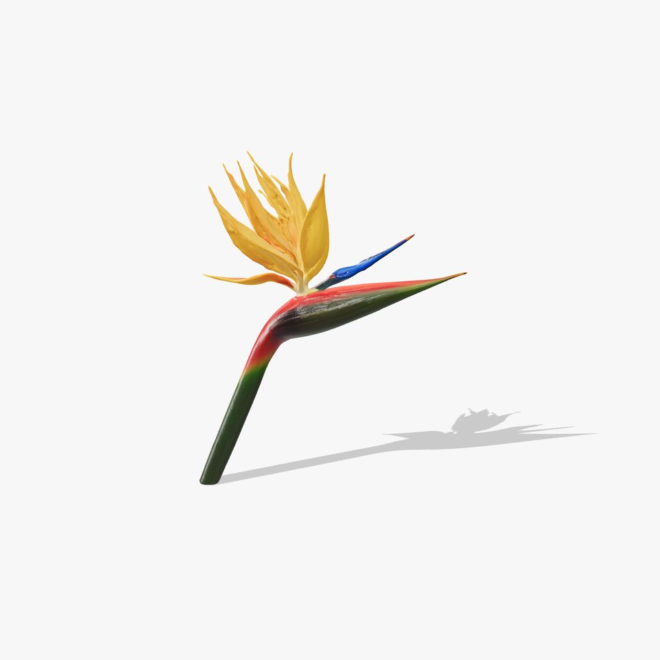 Exotic Bird of Paradise Flower Model Pack